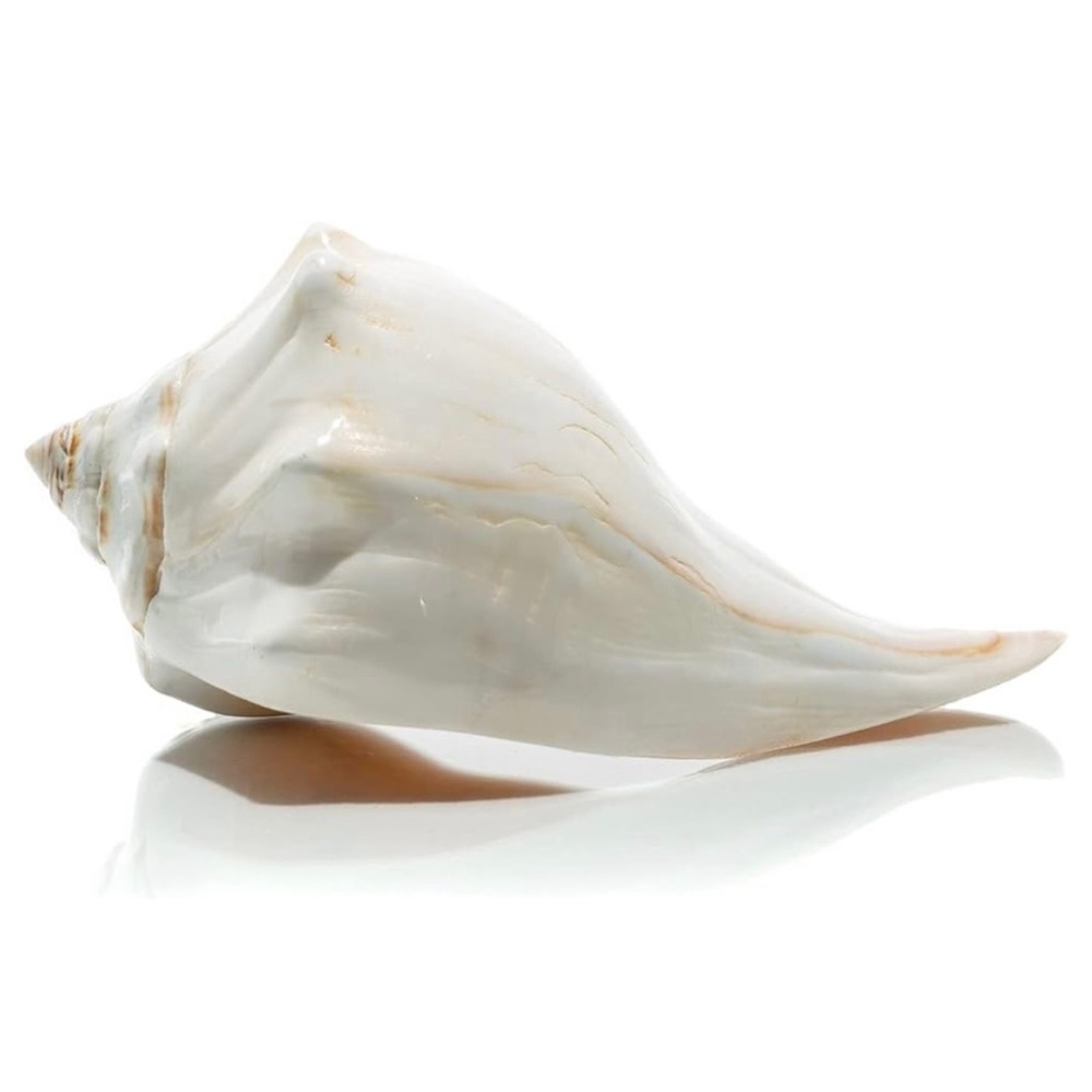 NWT โข Large Conch Shell Decor - Picture 5 of 7